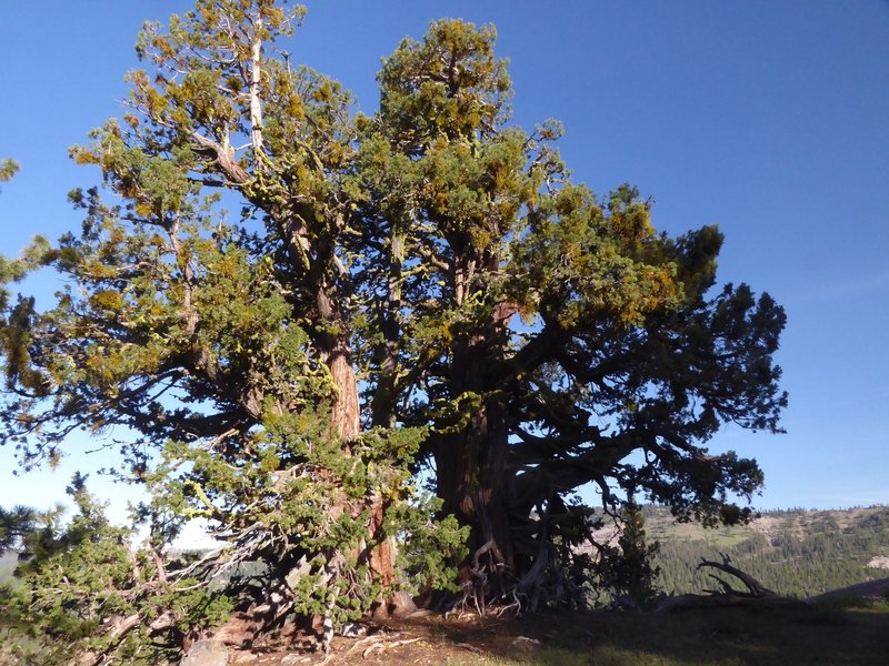 Giant Sequoia tree - an unexpected gem.