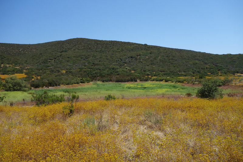 Verdant patch in the dry riverbed in Martha's Grove after the wet 2018-2019 winter persists into July.