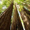 Redwoods State Park