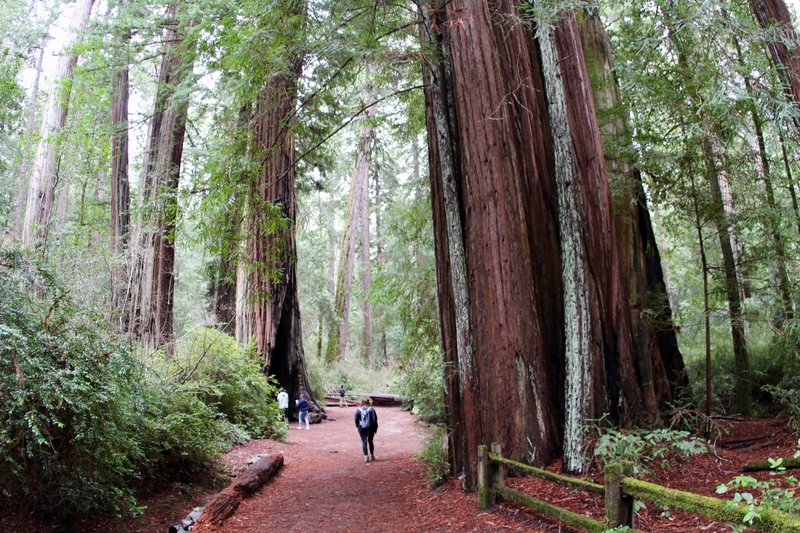 Redwood Loop Trail, Big Basin Redwoods