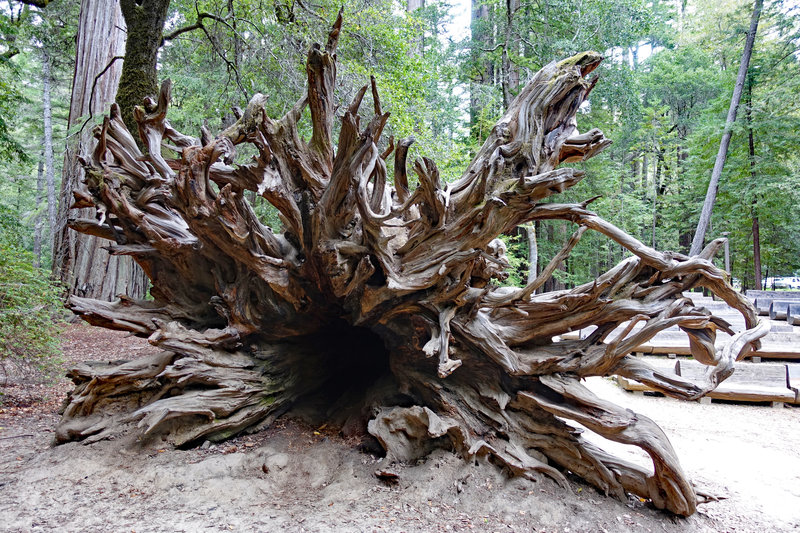 Big Basin Redwoods State Park