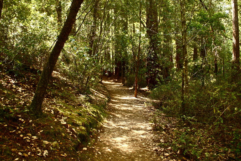 More Sequoia Trail