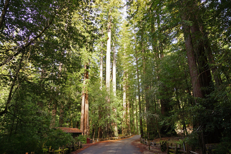 Redwoods State Park