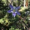 Vibrant columbine.