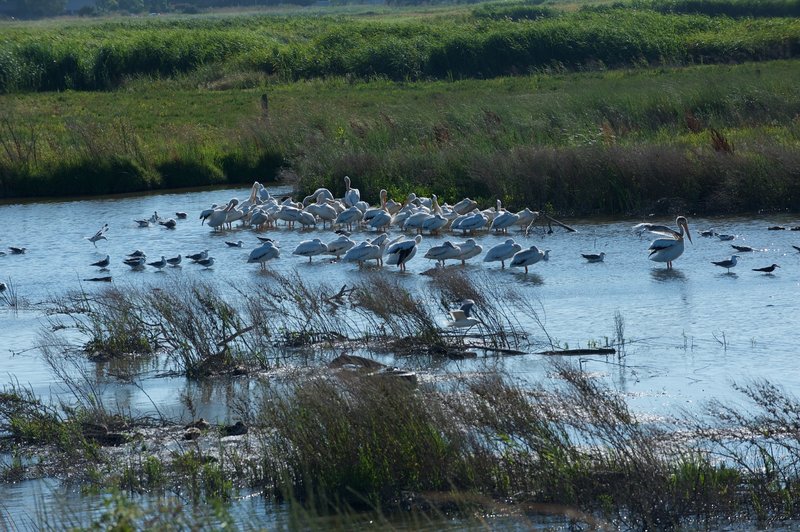Pelicans, along with other species of birds, rest in Adobe Creek. While they are sleeping and resting here, you can see them flying around as they hunt throughout the day.