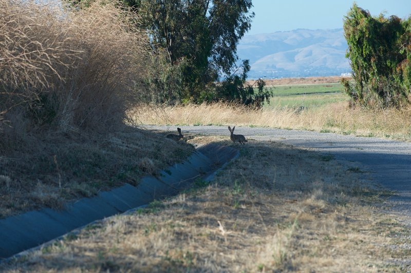 Rabbits can be seen along the trail if you keep your eyes peeled. They'll take off when they hear you coming.