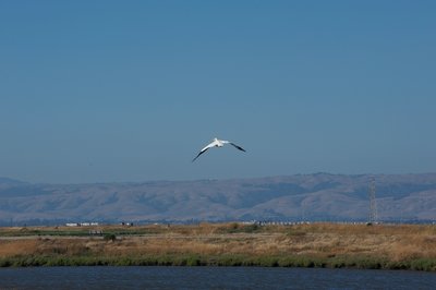 A pelican flies above Adobe Creek as it goes out to look for food.