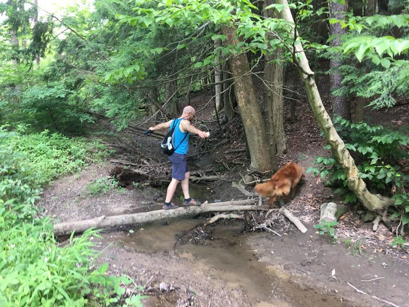 There are some fun trail obstacles at Chestnut Ridge Park.