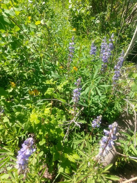 Lupine and other wildflowers line the lower reaches of the Cabin Trail.