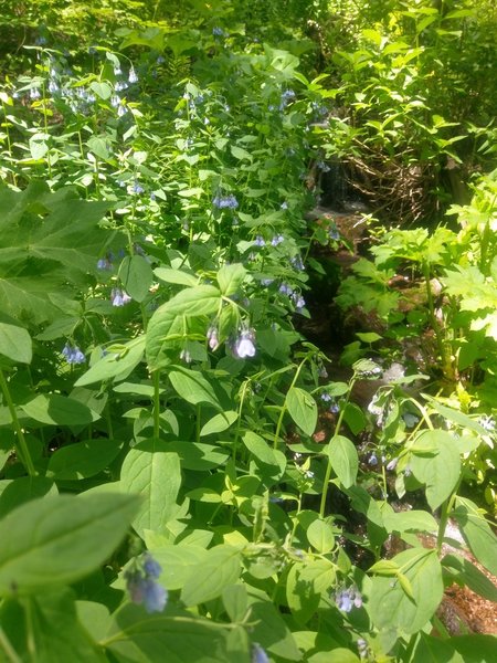 Pretty stream and lush wildflowers.