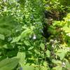 Pretty stream and lush wildflowers.