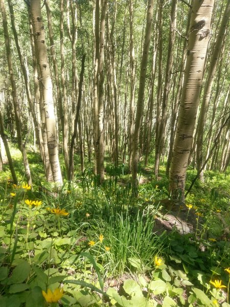 Beautiful large grove of mature aspens.