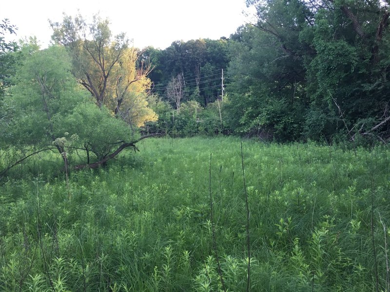 Wetland field from boardwalk.