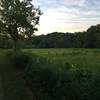 Field north of Gallup Park Pathway.