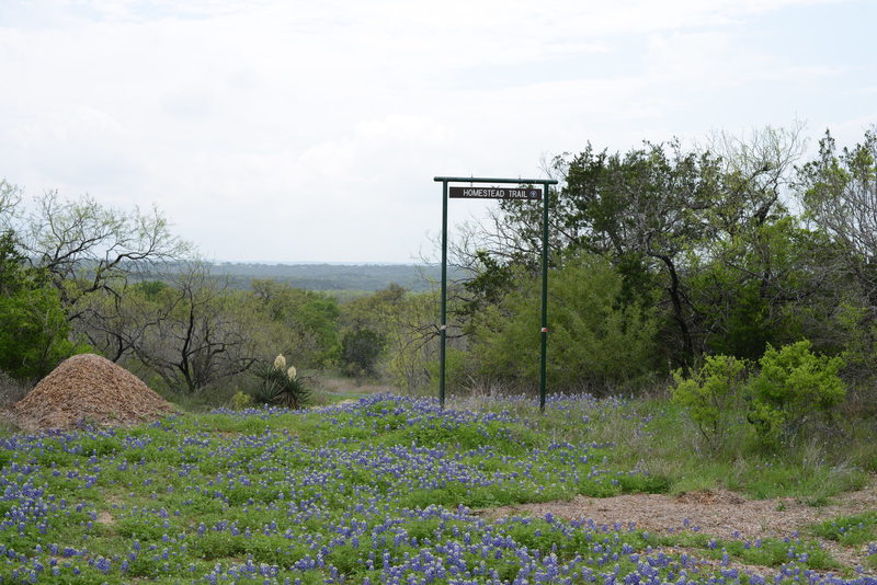 Homestead trailhead surrounded by beautiful bluebonnets.