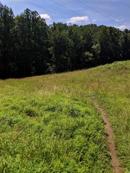 Patapsco Thru Trail as it cuts through an open field.