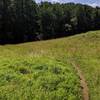 Patapsco Thru Trail as it cuts through an open field.