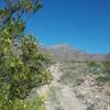 Creosote bush in bloom