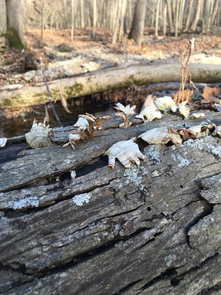 Crazy hand mushrooms at a creek crossing.