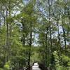 Boardwalk to overlook