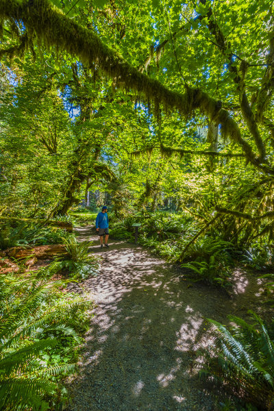 Hoh Rainforest Loop