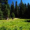 A small meadow along the trail to the lake