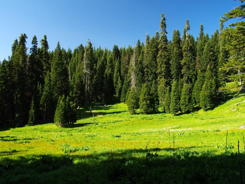 One of the meadows at Fir Glade