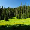 One of the meadows at Fir Glade