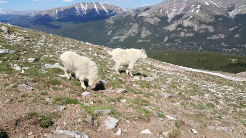 Met some of the locals on the way down.