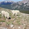 Met some of the locals on the way down.