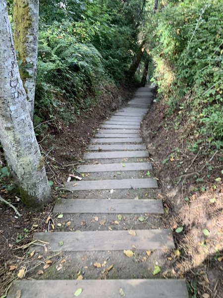 Stairs going up to the wooded trail.