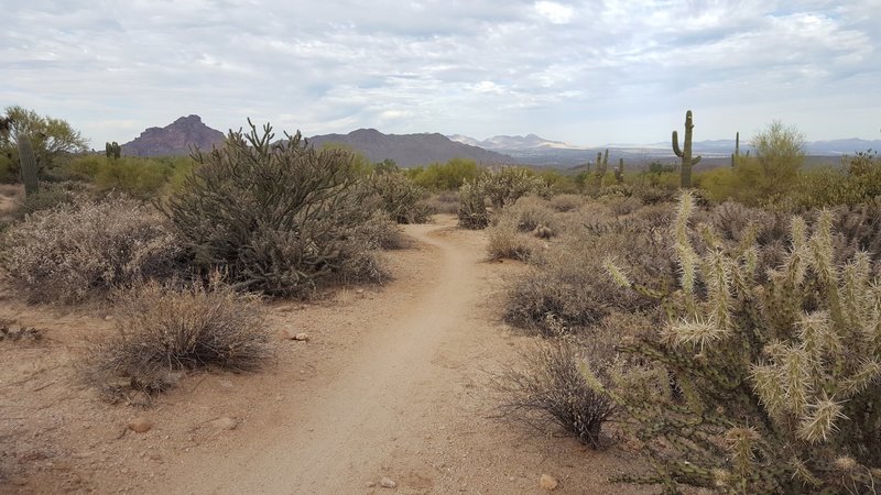 Beautiful views. Sharp cactus.