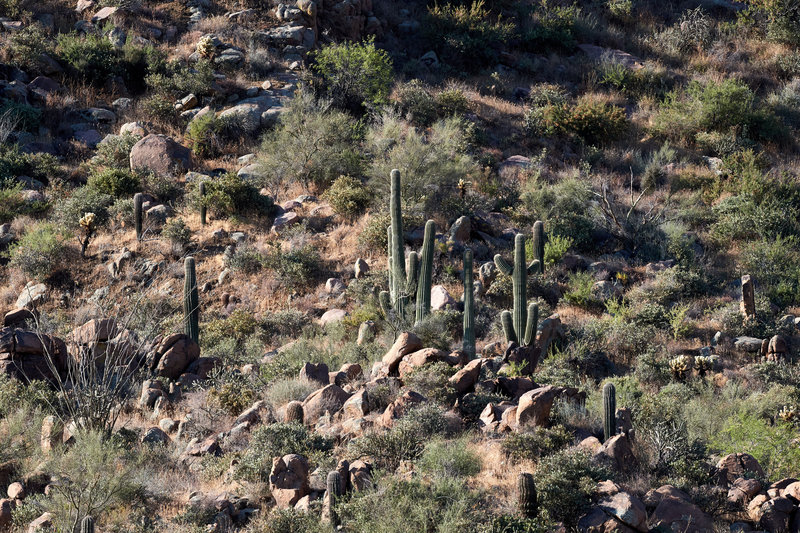 Cacti views.