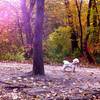 Along Minnehaha Falls trail.