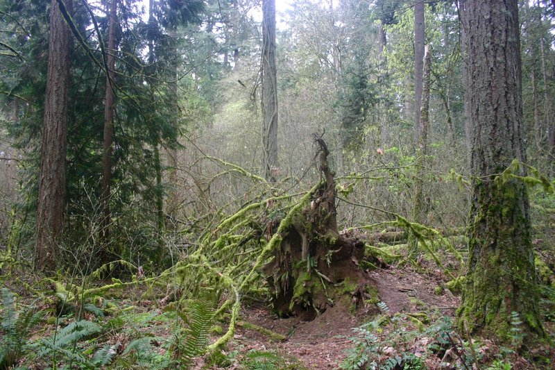 Tualatin Hills Nature Reserve