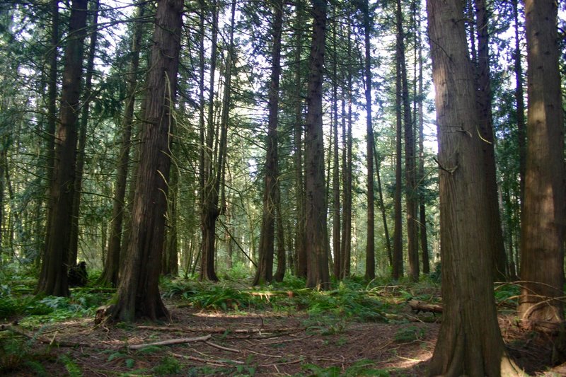 Tualatin Hills Nature Reserve