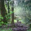 Tualatin Hills Nature Reserve