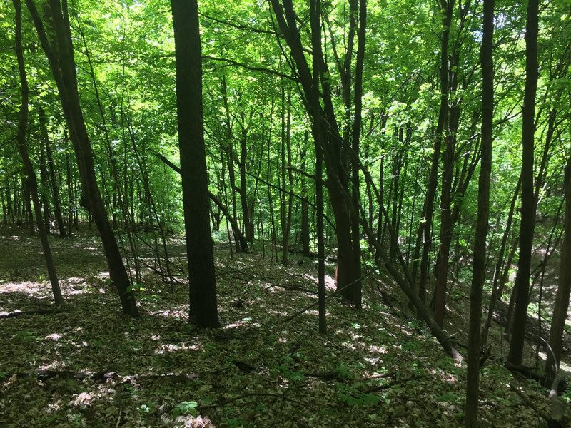 Dense foliage - trail on the left.