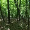 Dense foliage - trail on the left.