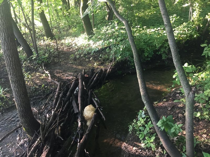 Careful - when it's been raining this little "creek" makes the trail crossable only by this mass of branches.