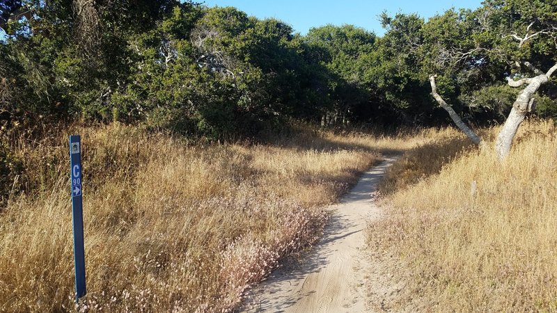 Monterey County Trail 90