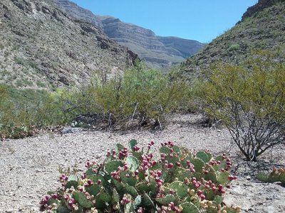 Opuntias in fruit ad view of Canyon.