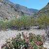 Opuntias in fruit ad view of Canyon.