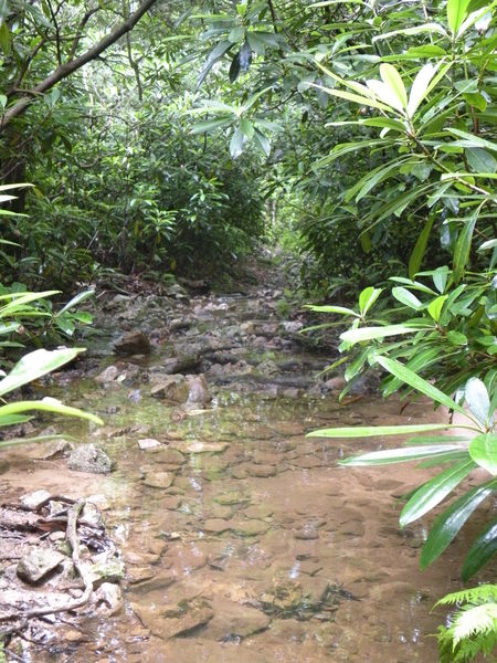 The Green Mountain trail with rhododendron so thick, even the streams flow in the trail.