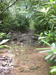 The Green Mountain trail with rhododendron so thick, even the streams flow in the trail.