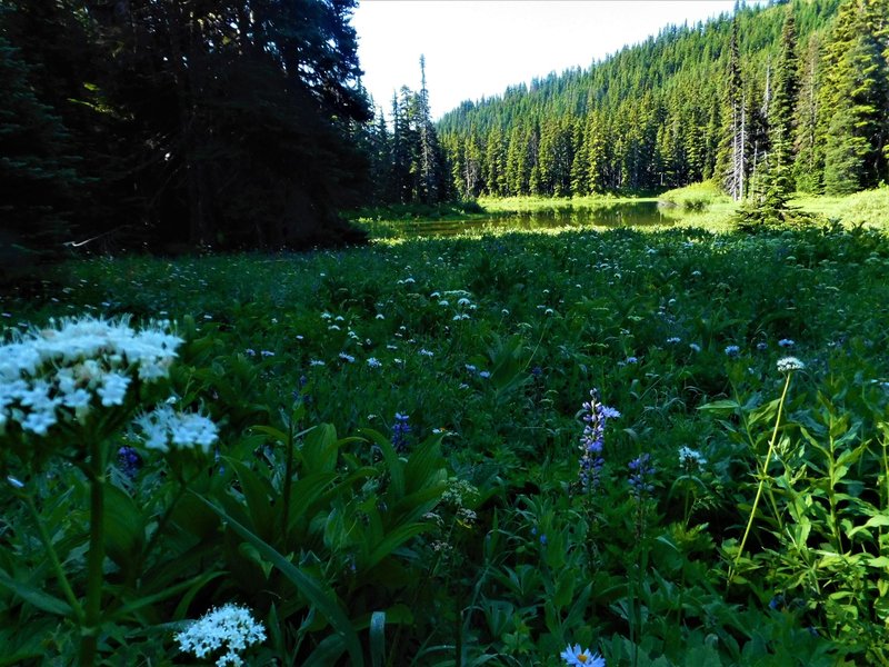 Wildflowers at Little Joe Lake.