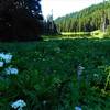 Wildflowers at Little Joe Lake.