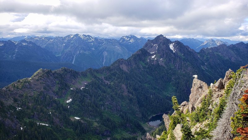 Sharing the view of Jefferson Peak with a couple of curious goats.