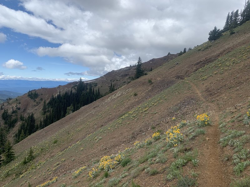 County Line Trail on the side of Miller Peak.