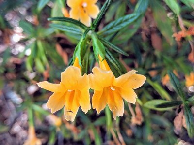 Orange Bush Monkeyflower (Diplacus aurantiacus).